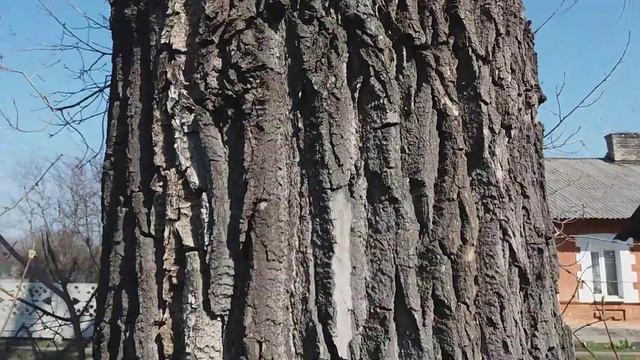100-летний тополь обхват ствола 4м смотреть онлайн