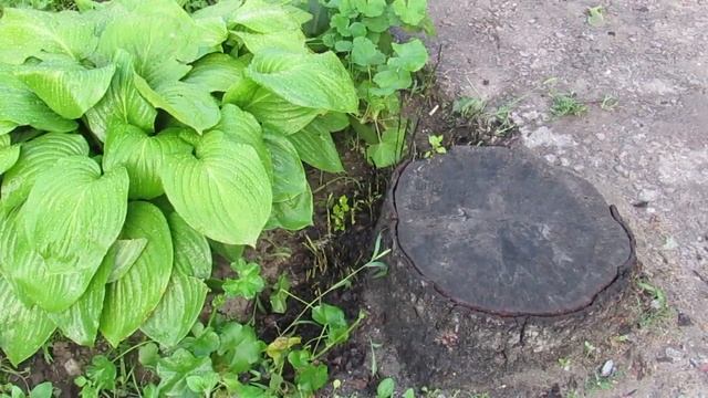 КАК СПИЛИТЬ ДЕРЕВО ЧУЖИМИ РУКАМИ И БЕЗ ПРОБЛЕМ смотреть онлайн