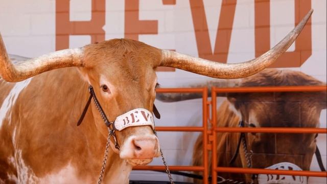 Порода Техасский Лонгхорн | Животноводство | Мясное скотоводство | Коровы и быки Техасский Лонгхорн смотреть онлайн