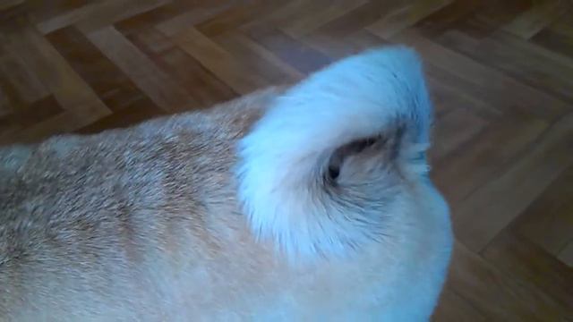 Pug dance/ Мопс танцует смотреть онлайн