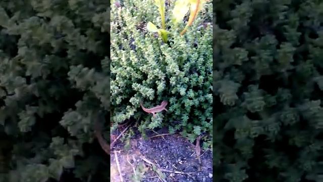 Фауна новгородской области. Обыкновенный тритон Lissotriton vulgaris. смотреть онлайн