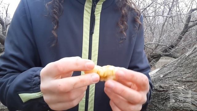 Как собрать и приготовить топинамбур (земляную грушу) смотреть онлайн