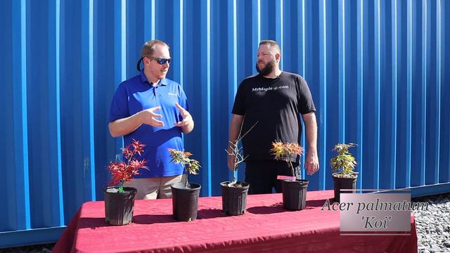 Mikawa Family Collection Part 1 | Saturday Showcase | Mikawa Yatsubusa Family Japanese Maples смотреть онлайн