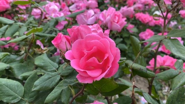 Феликс Мендельсон | Струнный Октет | Лучшая Музыка Для Души смотреть онлайн