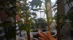 Бальзамин Том Самб. Необычное цветение на 3 месяц.