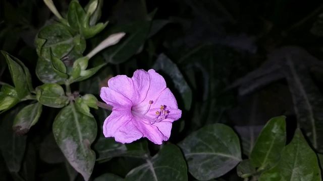 Mirabilis Jalapa Flowers Pink Mirabilis Jalapa Flowers @Mehtab Garden
