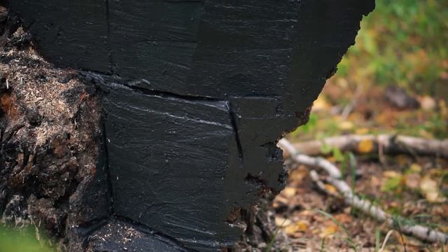 БОЛЬШОЙ БЕРЁЗОВЫЙ СУВЕЛЬ смотреть онлайн