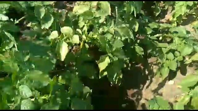 Картофель Ривьера и Ред Скарлет. Скоро Эволюшн РС-1. смотреть онлайн