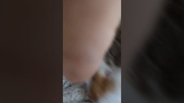 帰ったら昨日つけたリボンを取っていたので、めやにを取ってやった。#猫 #ねこ #猫動画