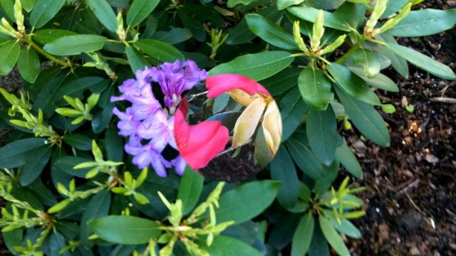Rhododendron смотреть онлайн