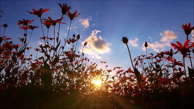 Сентиментальность моя