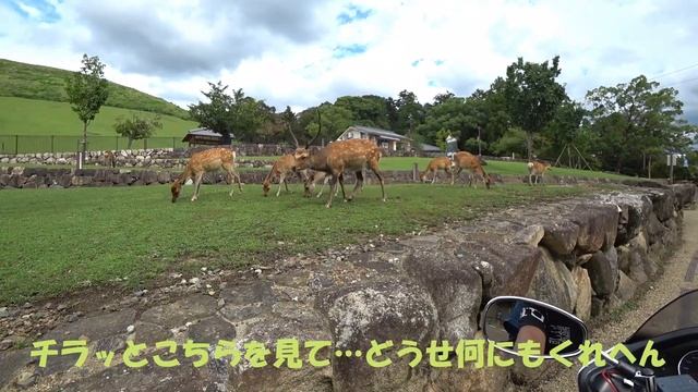 奈良公園　何となく鹿たちも寂しそうだった。　デイスタンスツーリング　ビックスクーター SKYWAVE250 CJ46A ツーリング107 смотреть онлайн