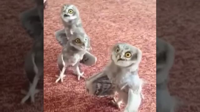Поющие совы смотреть онлайн