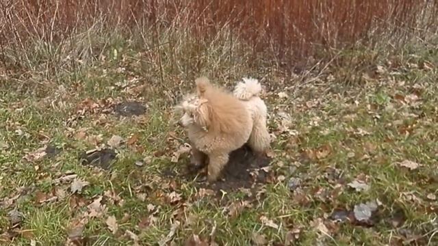 Сева и кучка земли :)