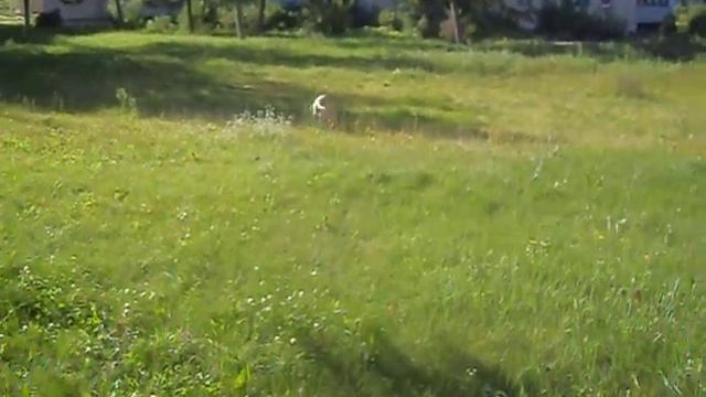 Пенелопа бегает за палкой смотреть онлайн