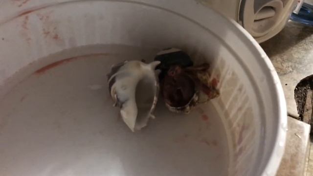Hermit crab adventure! смотреть онлайн