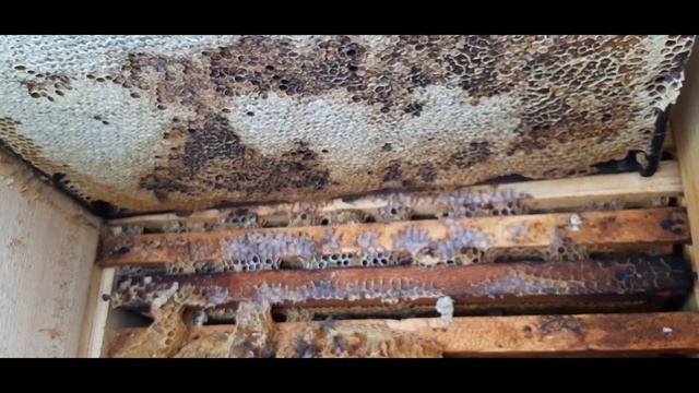 Подготовка к зимовке пчел. Двухкорпусной улей. Метод работает 100%. смотреть онлайн