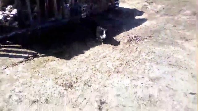 Рой и Айрон в семье Антона и Настены. смотреть онлайн