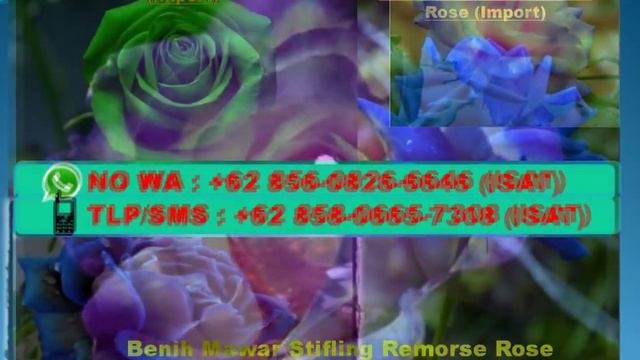 NO WA: +62 856-o826-6646 (Indosat), Jual Bibit Bunga Mawar Di Palembang смотреть онлайн