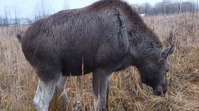 29.10.23. годовщина свадьбы Саши и Наташи Морозовых! смотреть онлайн