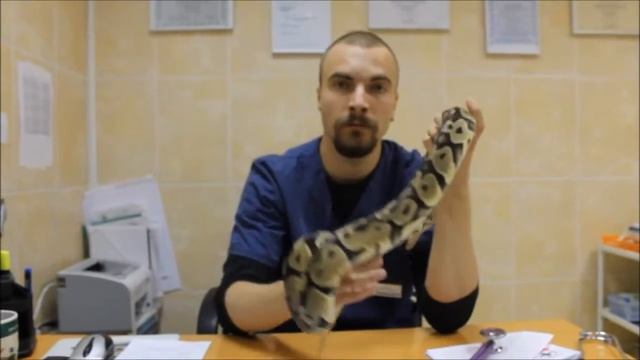 Стоматиты Часть вторая смотреть онлайн