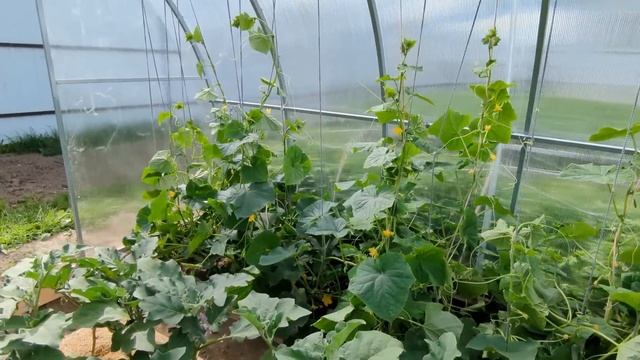 # 218. Наши первые ягоды. Сколько их. Уборка в теплице, благоустройство участка. Обзор огорода 2023 смотреть онлайн