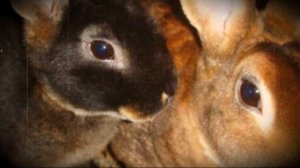 Кролик породы Рекс ценность меховых изделий