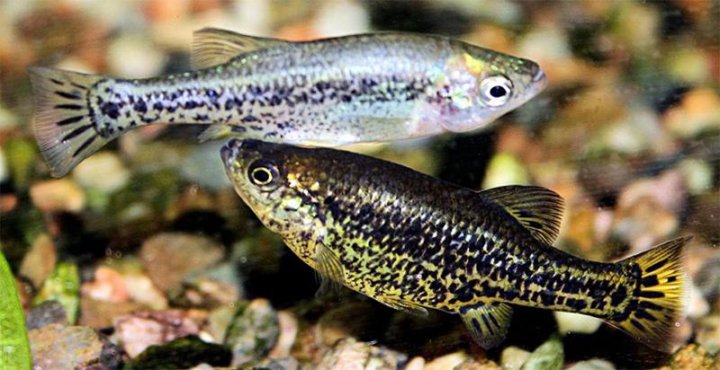 Амека глянцевая смотреть онлайн