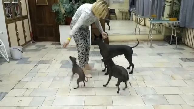 Ксоло мини средний и стандарт смотреть онлайн