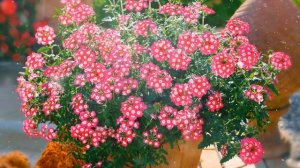 Вербена – Выращивание и уход