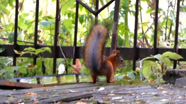 Белки из леса приходят к воде смотреть онлайн