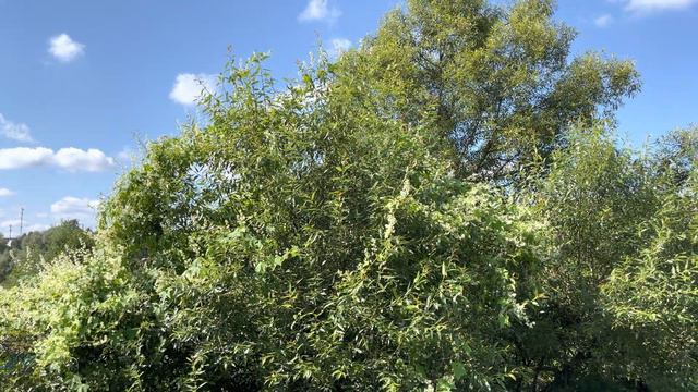 Кронштадтский мост (Вязьма) [20.08.2021] смотреть онлайн