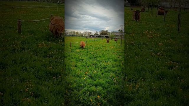Шотландские коровы/Буйвол #shorts #приключения #коровы #буйвол смотреть онлайн