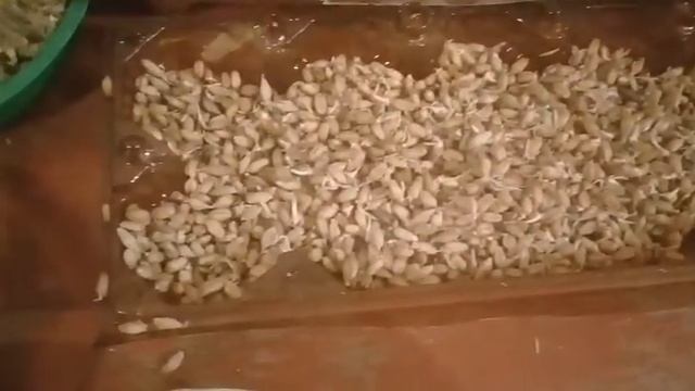 Проращиваем пшеницу за 14 дней/самый хороший способ! смотреть онлайн