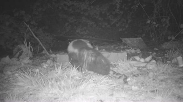 The Zapper Max Rat/Mouse Trap - A Waterproof Electric Rat Trap That Works. Mousetrap Monday