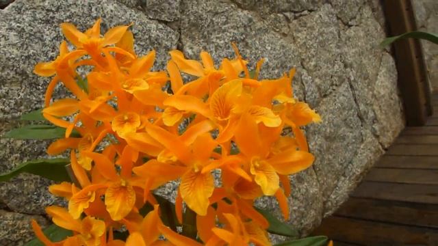 Dendrobium Stardust Firebird смотреть онлайн