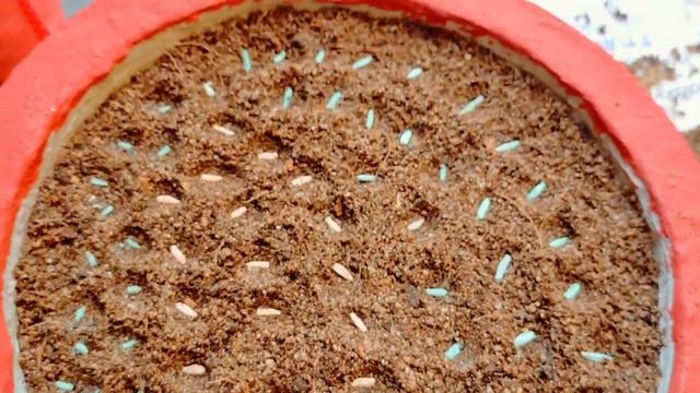 How to grow adenium from seeds with 100% result || अडेनियम प्लांट को सीड से कैसे लगाएं смотреть онлайн