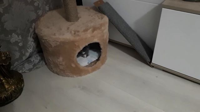 Как научить ходить в лоток смотреть онлайн