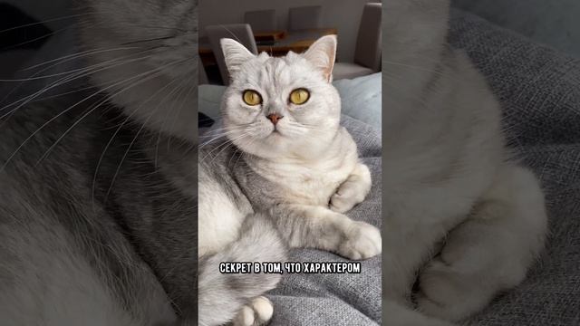 Породы кошек, которые легко уживаются с собаками #кот #собака #коты смотреть онлайн