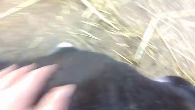 Зверьё моё) Овцы, куры, Феликс. 18-2-2019 смотреть онлайн