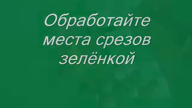 Зимнее хранение луковиц гладиолусов смотреть онлайн