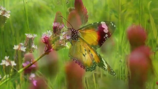 Дивный летний день#природавосприятия #релаксация #отдых смотреть онлайн