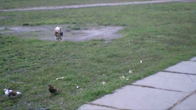 Бивер йоркширский терьер аля пум-пум Арик смотреть онлайн