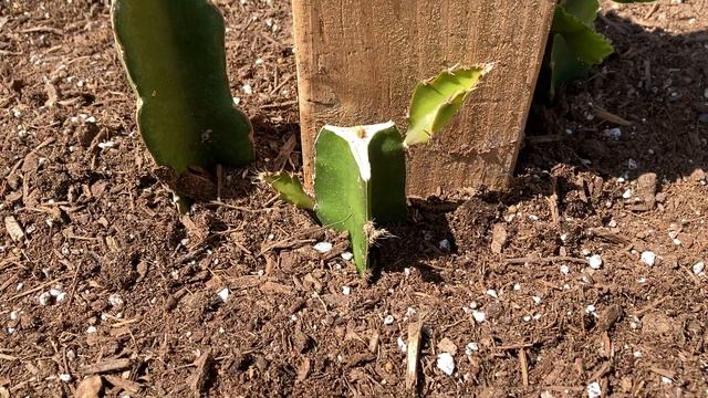 Mystery Dragon Fruit Cactus #3: Rare Dragon Fruit (?!) (Moon Cactus Graft) смотреть онлайн