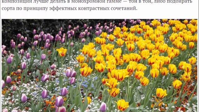 Цветники из луковичных. Самые невероятные и затейливые приемы посадки. смотреть онлайн
