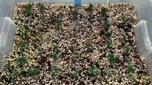 Адениумы Dorset Horn: какие сорта плохо наследуют «барашковость»