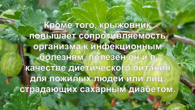 Крыжовник. Полезные свойства и противопоказания. смотреть онлайн