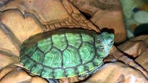 ЧЕРЕПАХИ-СМЕРТНИКИ! Вся правда о "карликовых" красноухих черепахах.