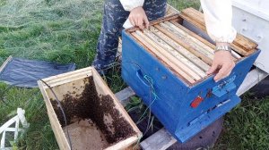 Роеловство . У меня такое впервые.