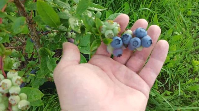 Обзор сорта 